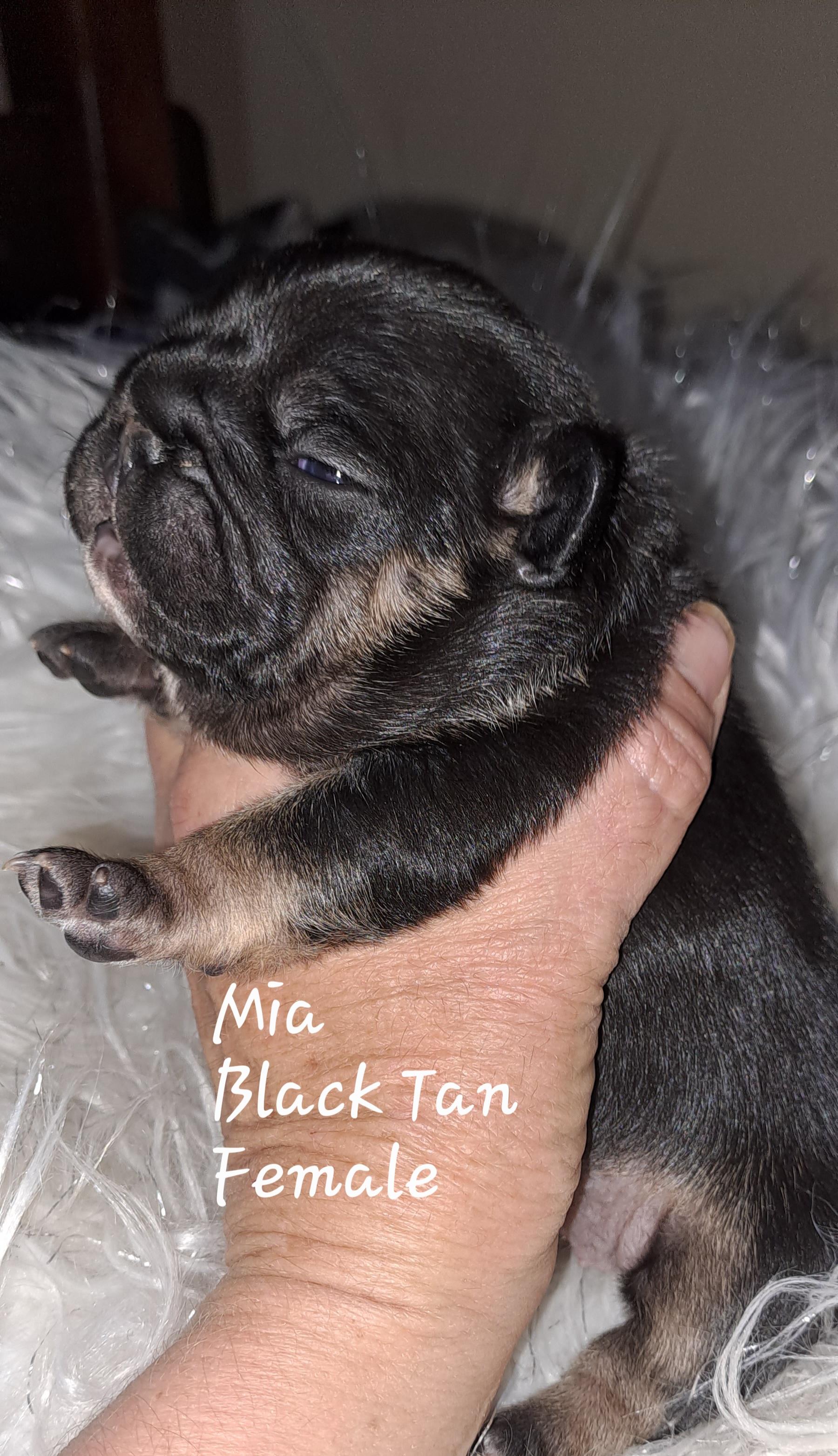 mia-black-tan-female-french-bulldog-puppy-for-sale-south-africa